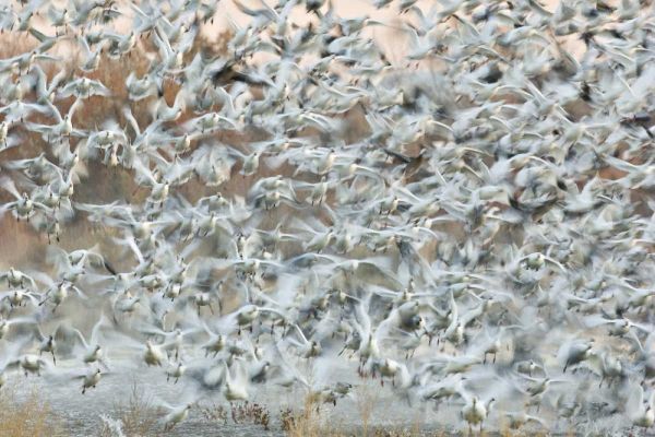 New Mexico Snow geese blast off from a pond